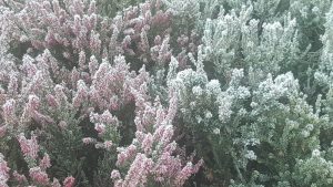 Image of frosty heather stems